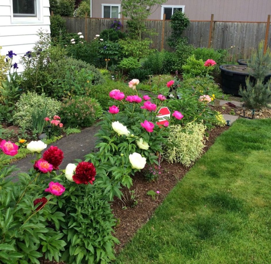 Георгин клумба миксбордер