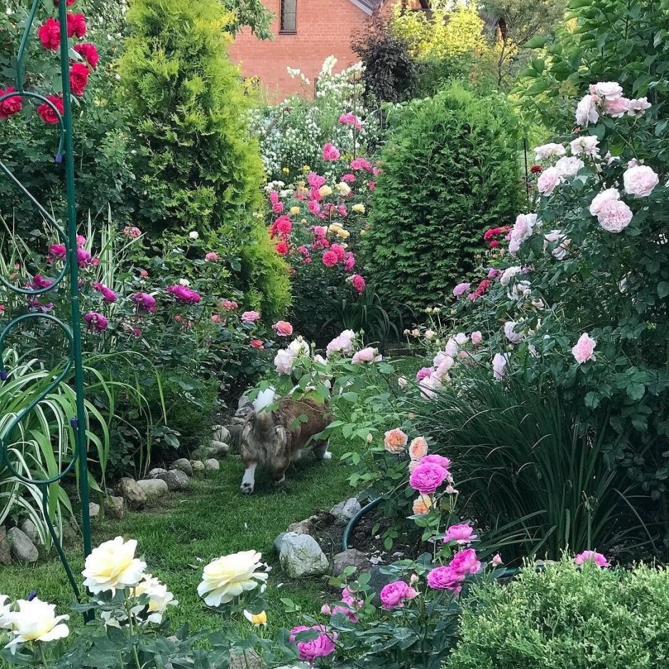 Моноцветник розарий