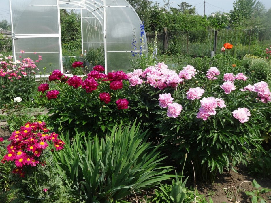 Пионы дачные