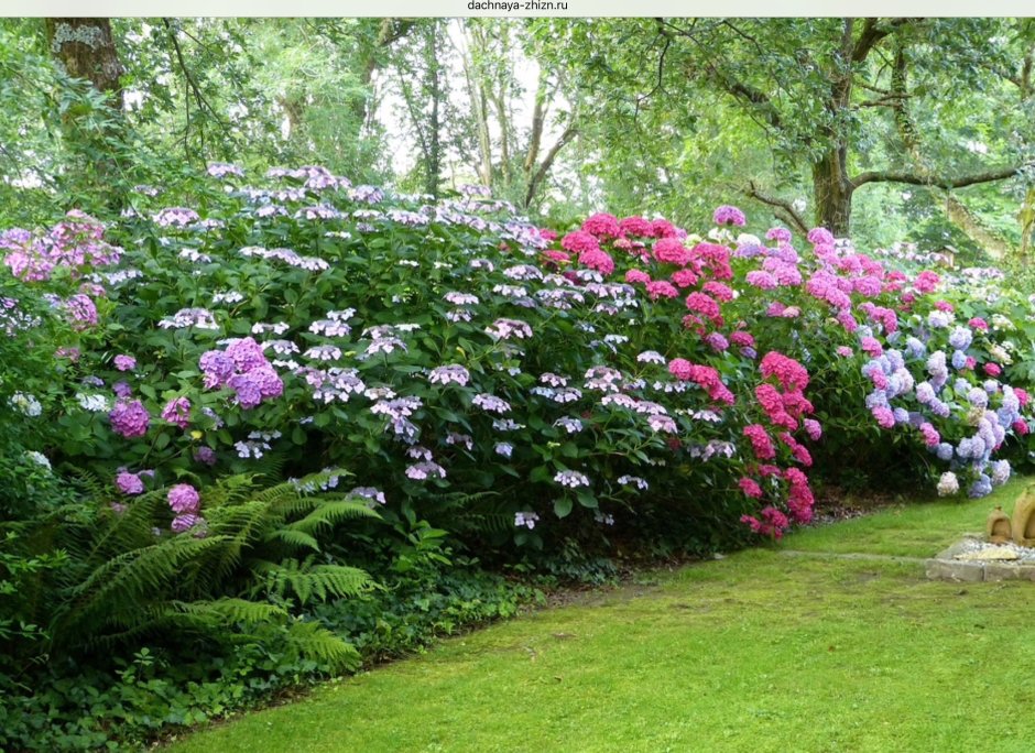 Пион в миксбордере