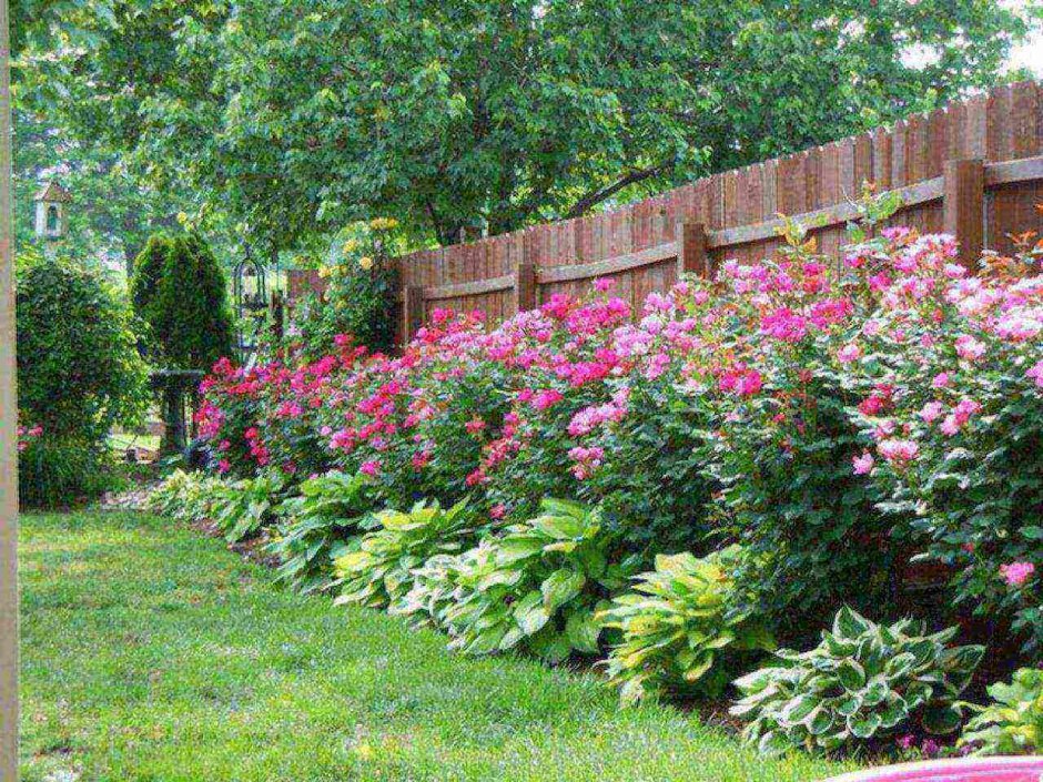 Рабатка с пионами