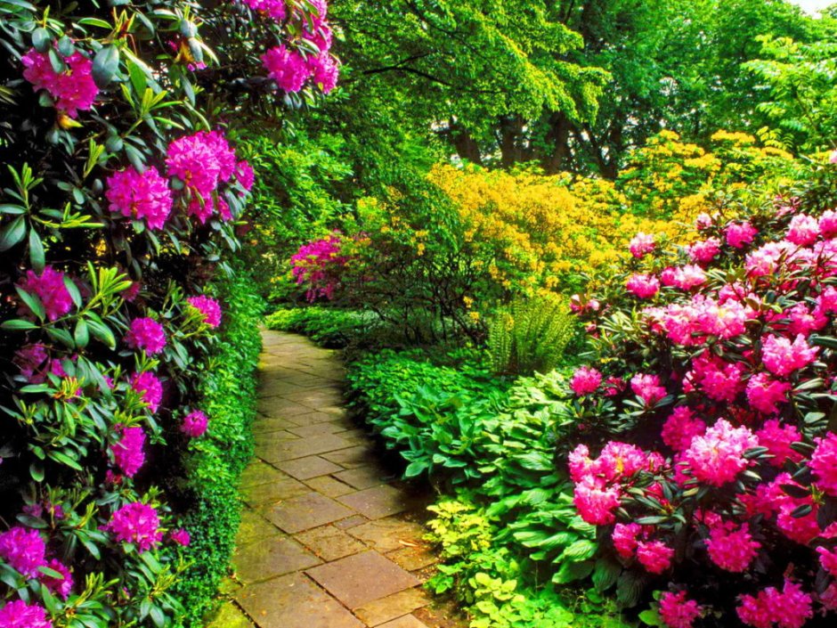 Рододендрон Живая изгородь