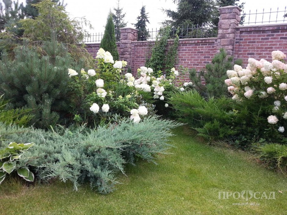 Гортензия метельчатая с можжевельником казацким