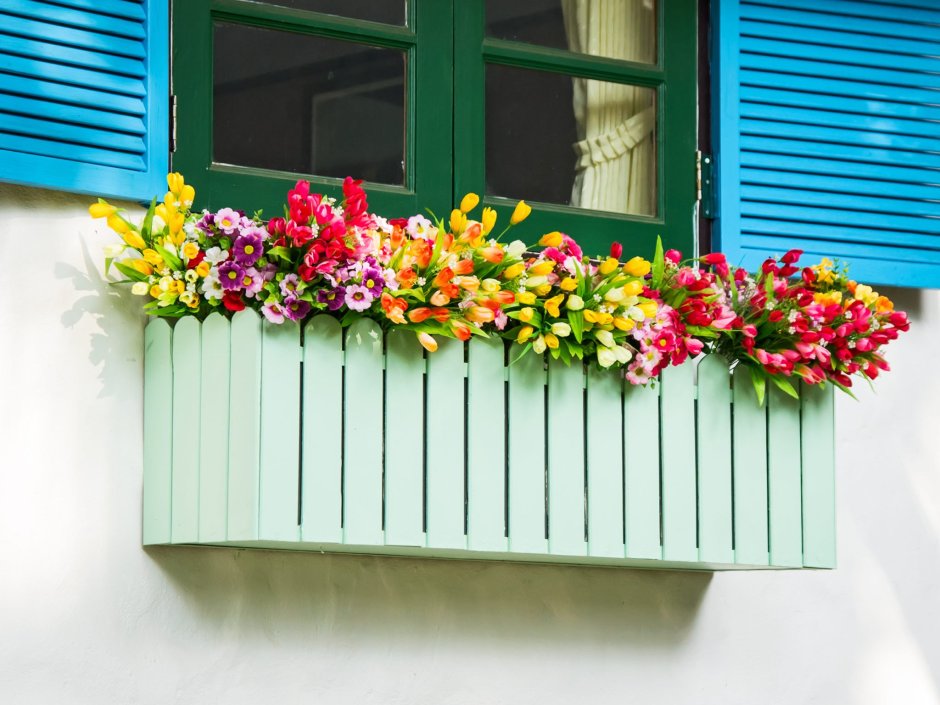 Рассада цветов для балкона