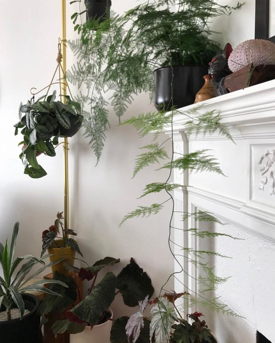 Дизайн стены с комнатным растением папоротником