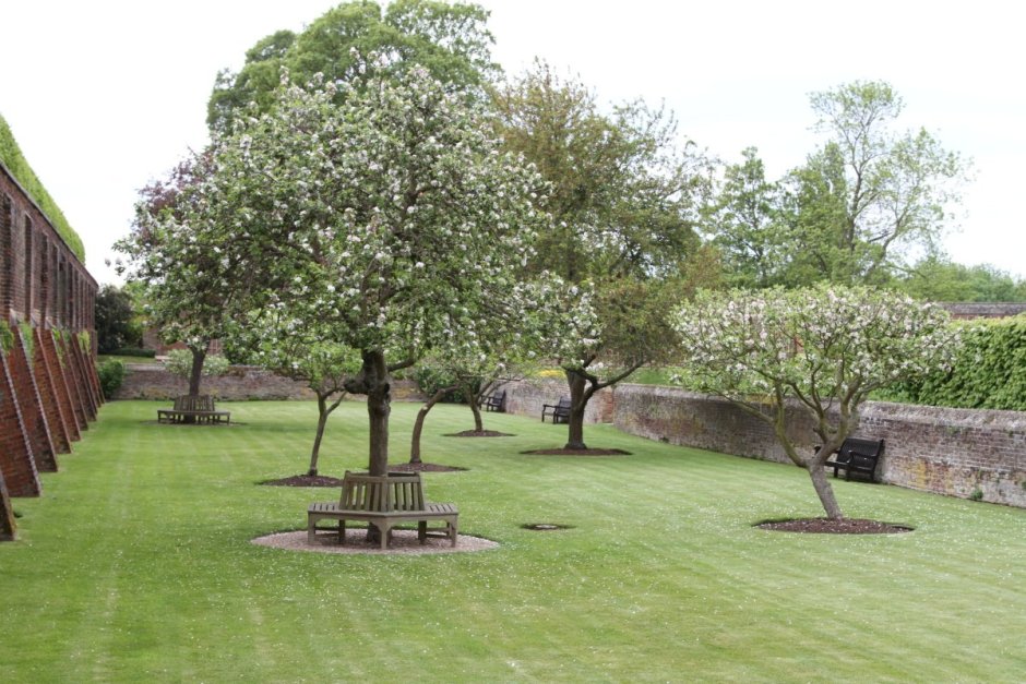 Плодовый сад на участке 9 соток