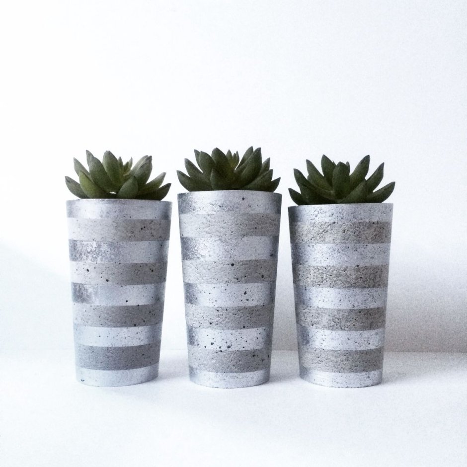 Суккуленты в кашпо