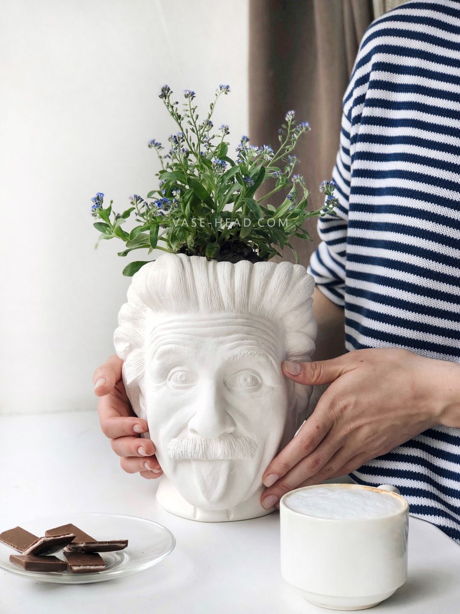 Суккуленты в скандинавском интерьере