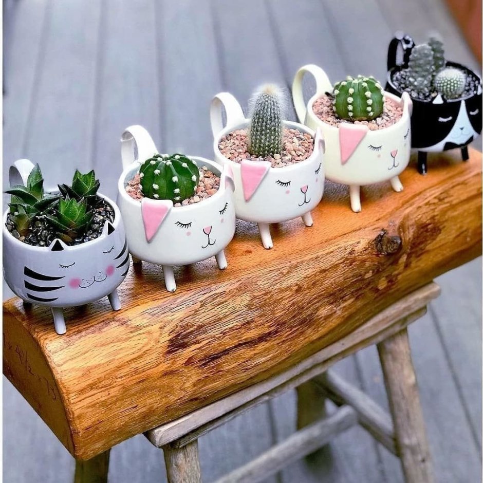 Суккуленты лофт