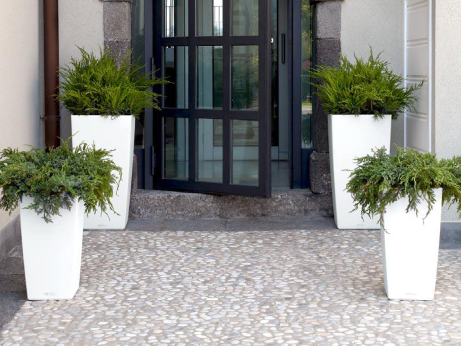 Туя Смарагд входная группа