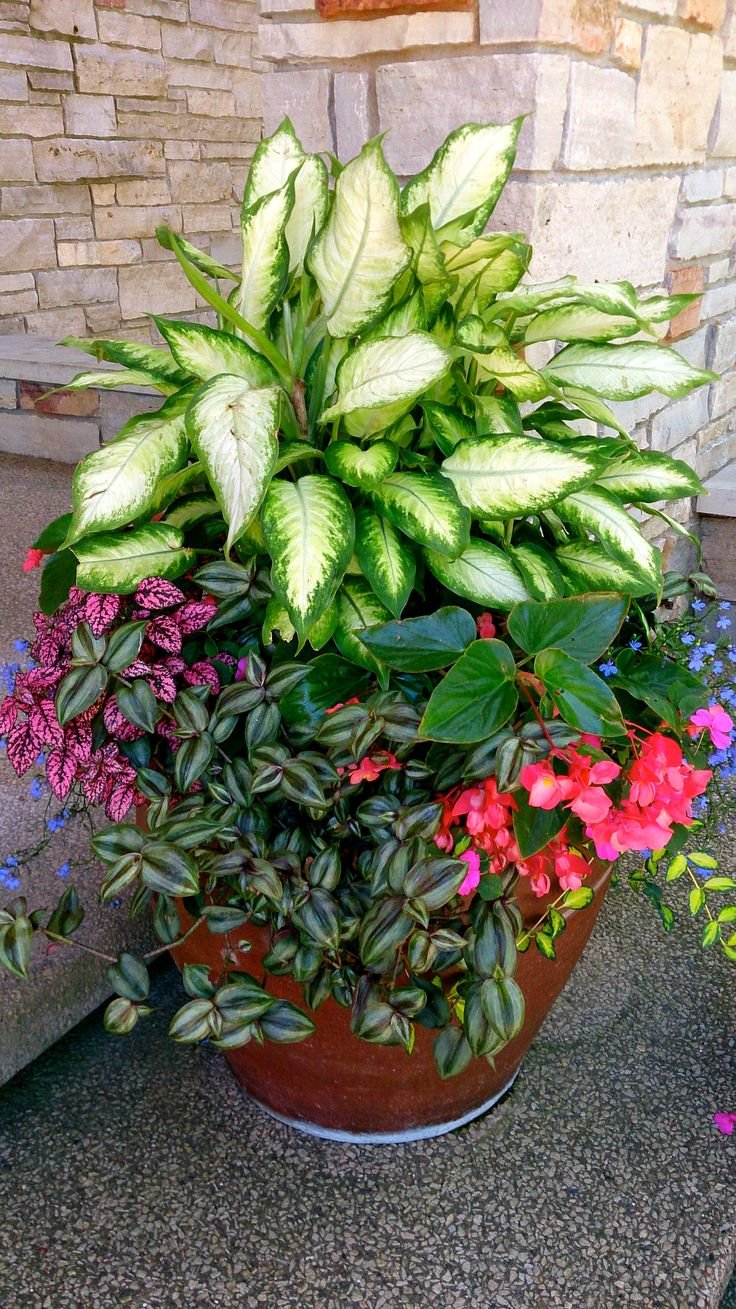 Колеус и Диффенбахия