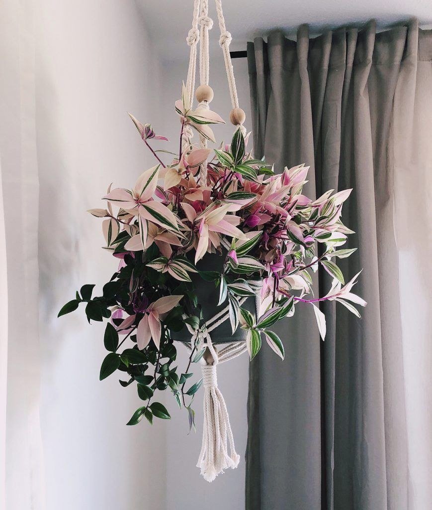 Традесканция свисающая