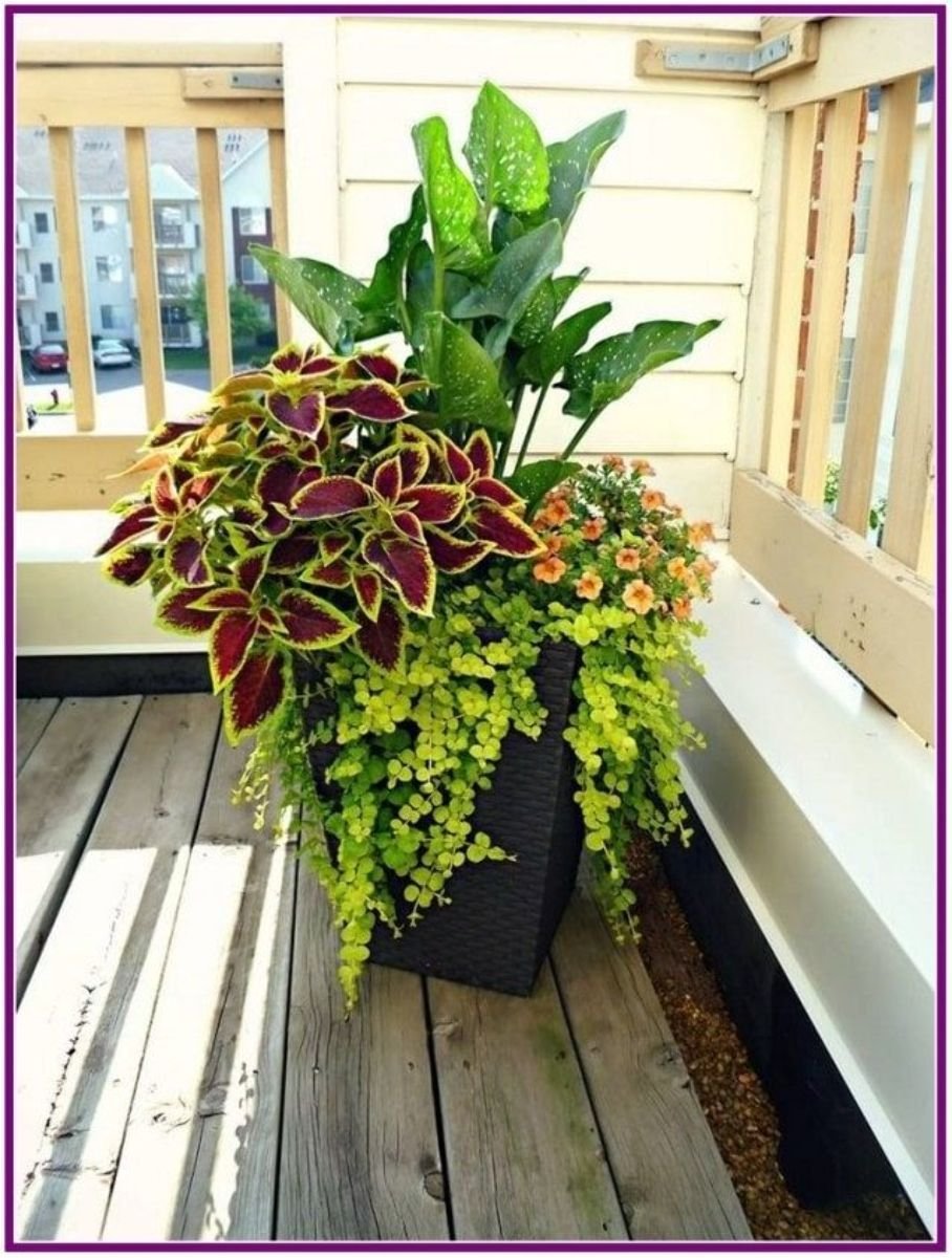 Колеус контейнерные