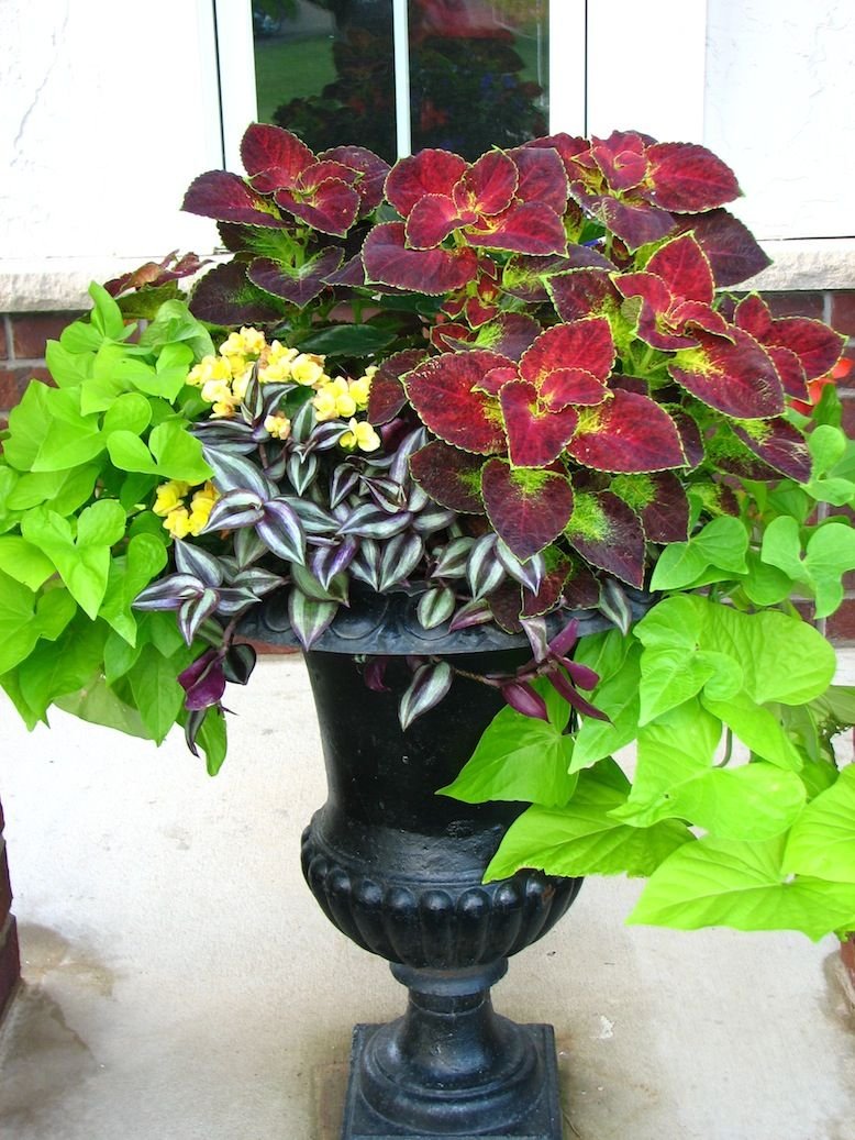 Батат и колеус