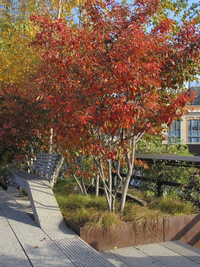 Клен Гиннала куст