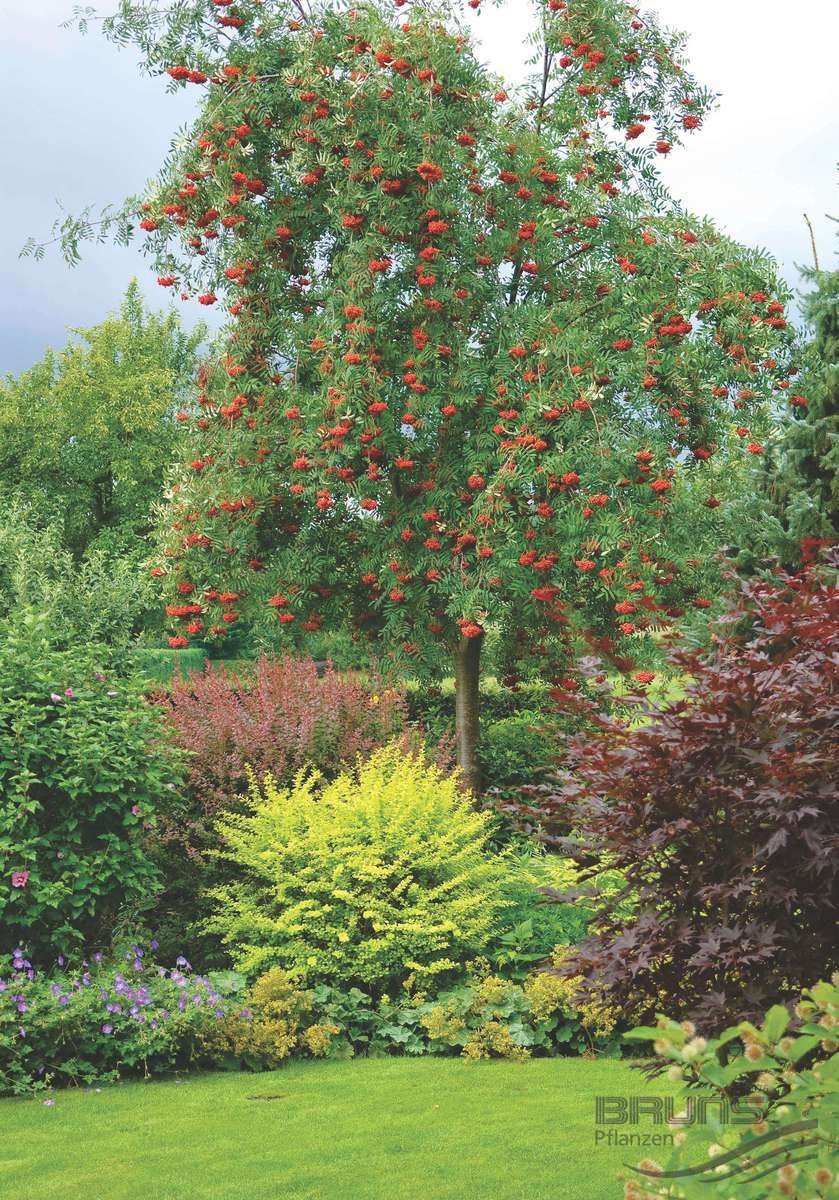 Рябина в ландшафтной композиции