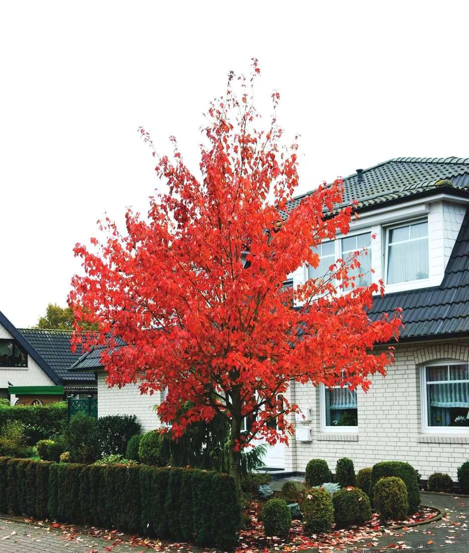 Acer rubrum 'Red Sunset'