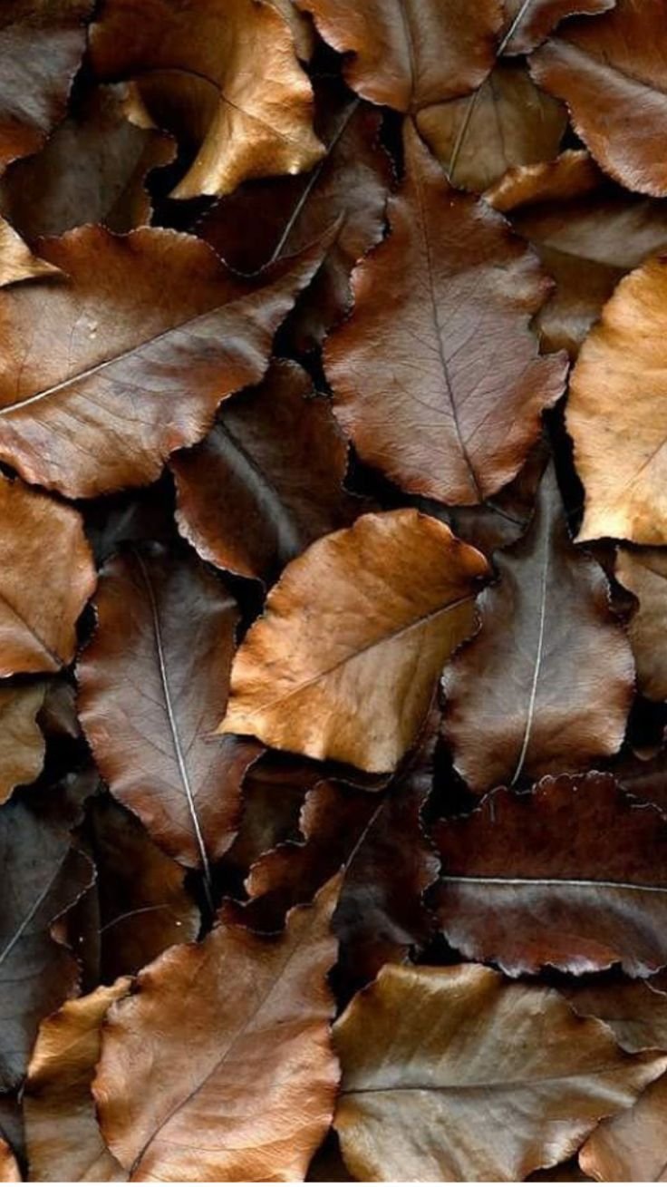 Коричневый в природе