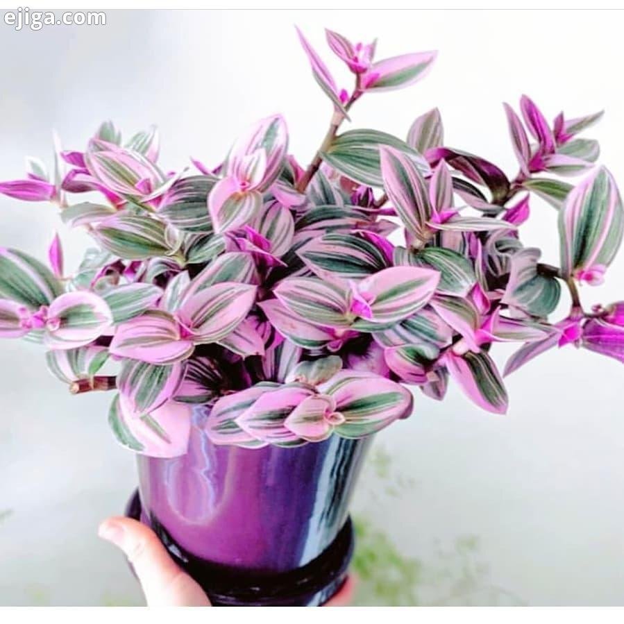 Традесканция квадриколор