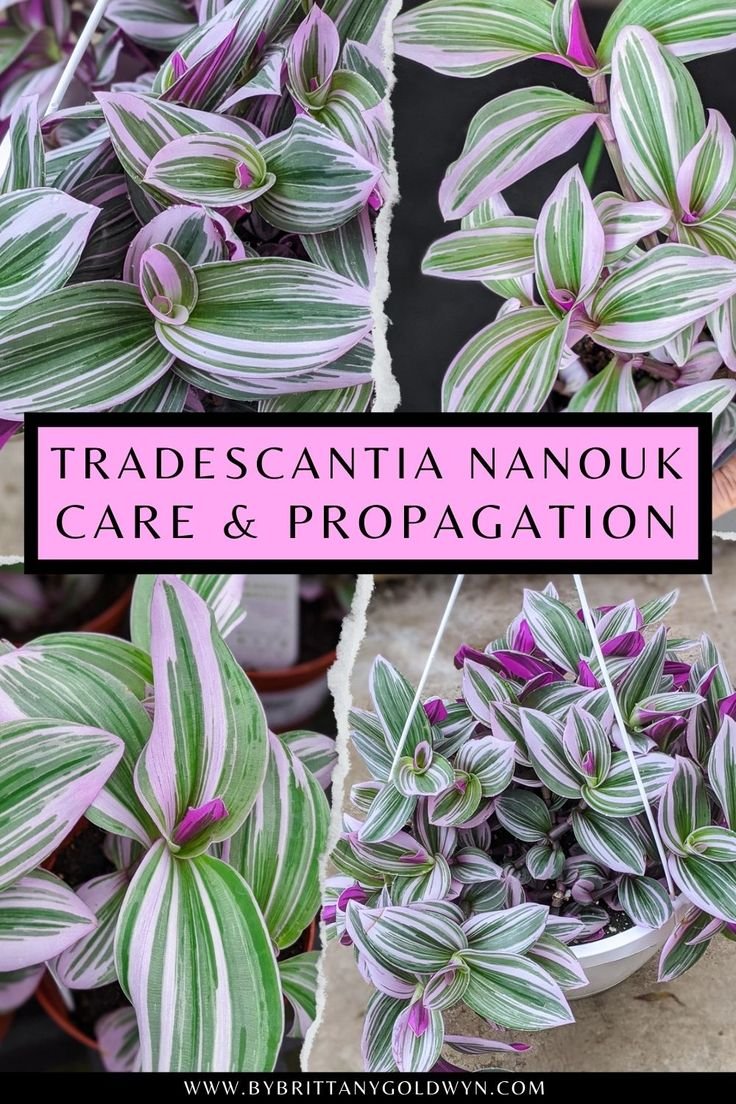 Пинк фурри традесканция