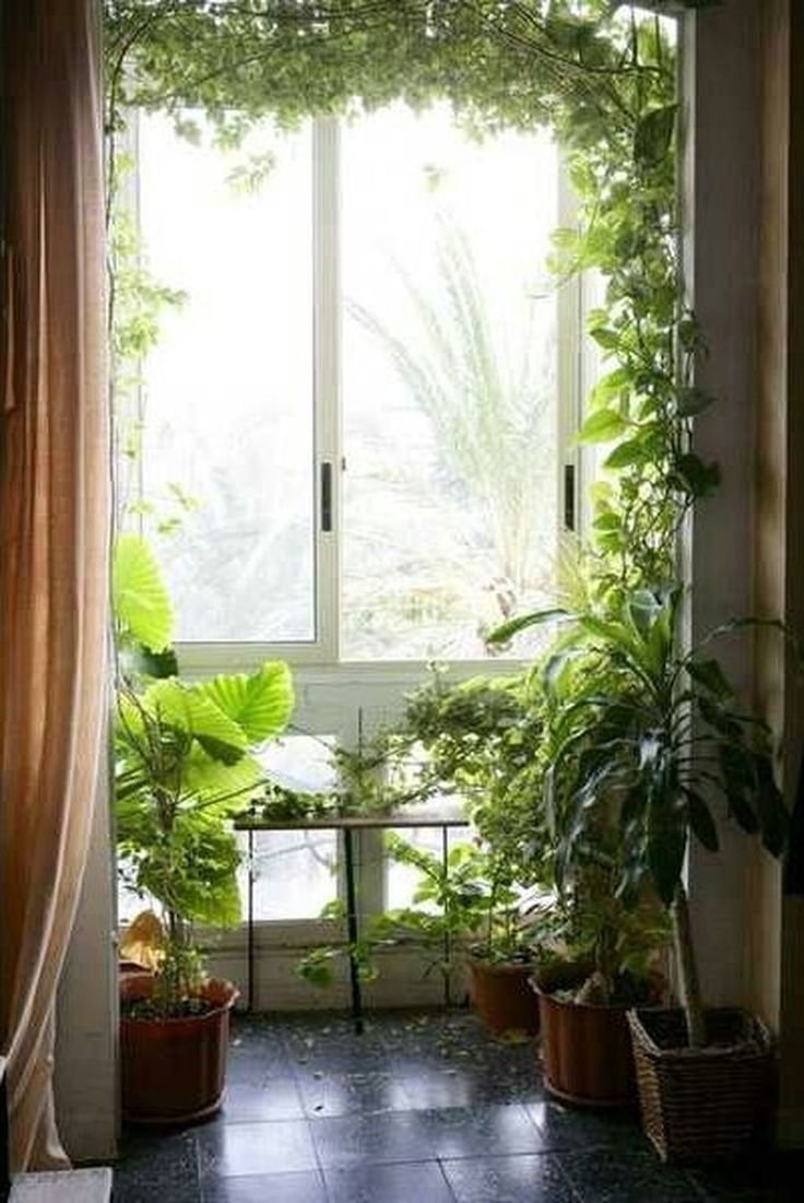 Окно с лианами