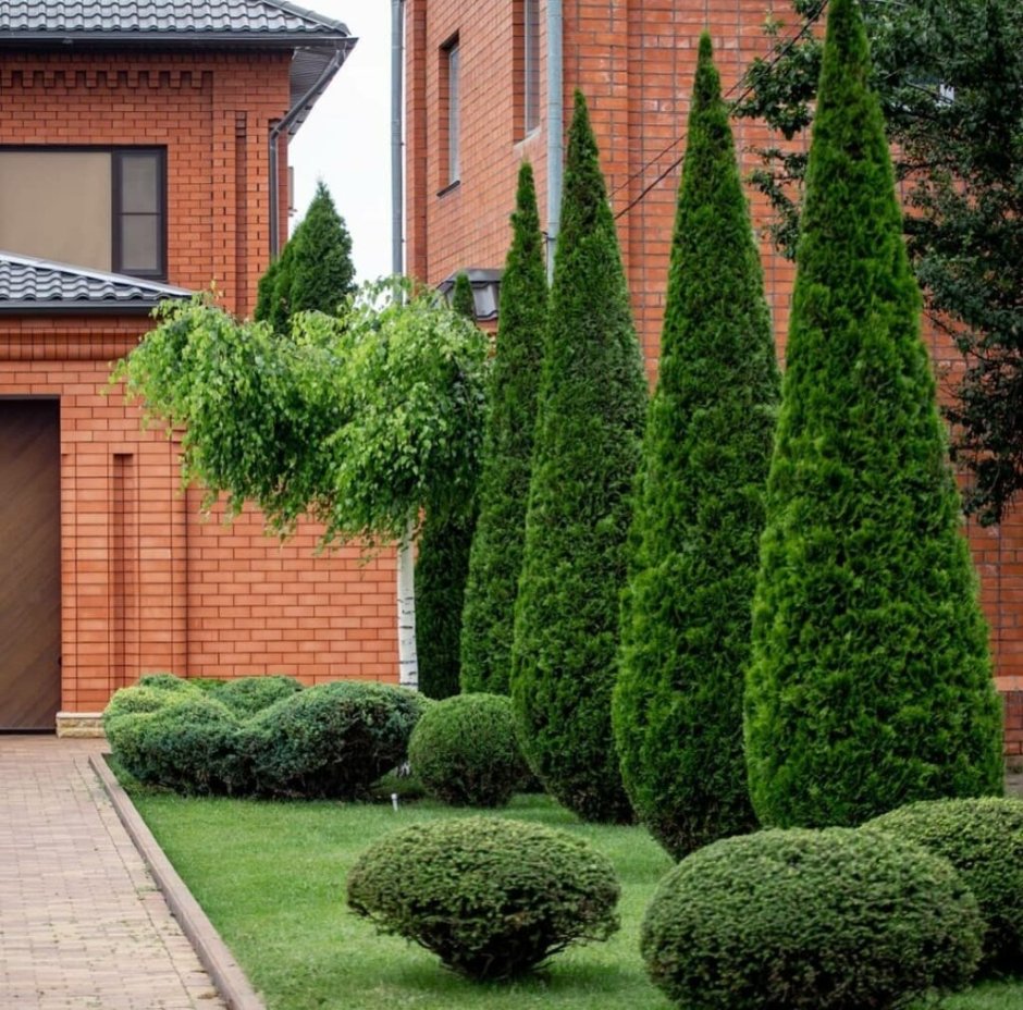 Туя Даника Живая изгородь