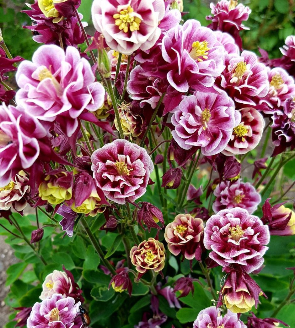 Аквилегия Дабл Пинк