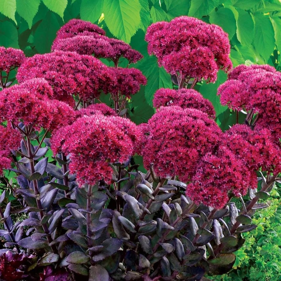 Седум telephium Thunderhead