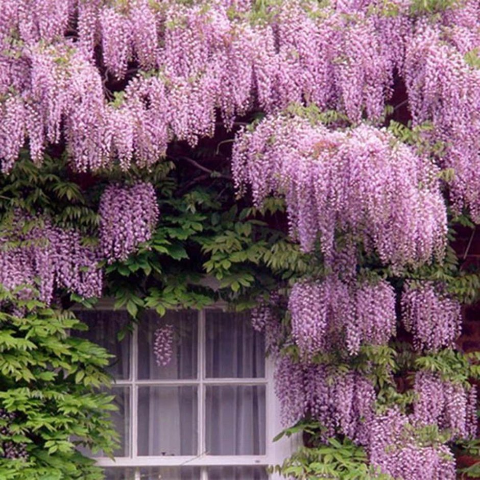 Глициния Wisteria sinensis