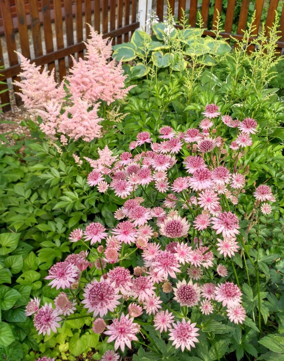 Астранция крупная (Astrantia Major)