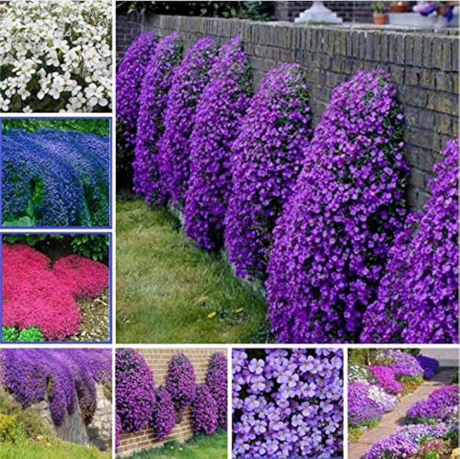 Однолетники двулетники многолетники