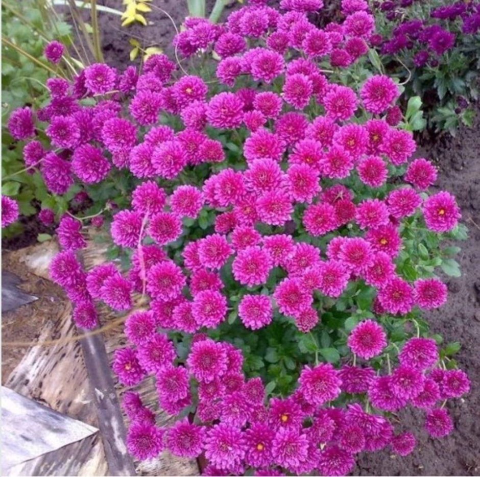 Многолетние цветы для подмосковья