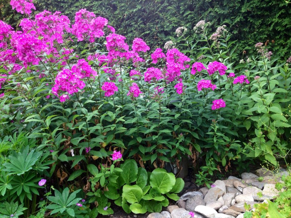 Фиеста цветы многолетники