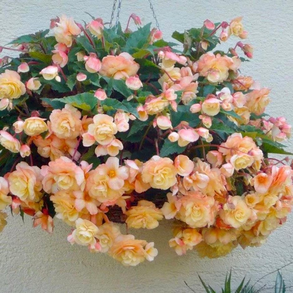 Бегония шампань Champagne