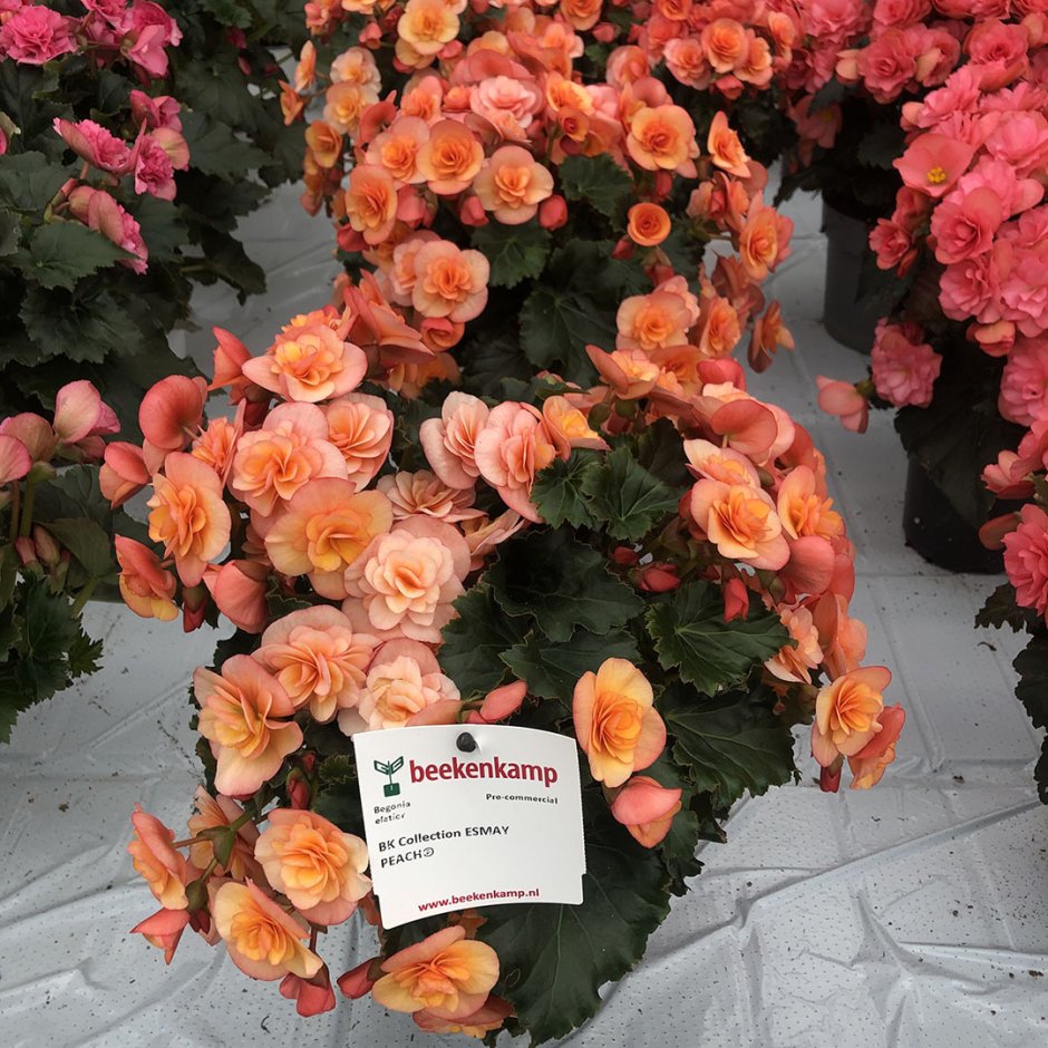 Бегония Элатиор Esmay Peach