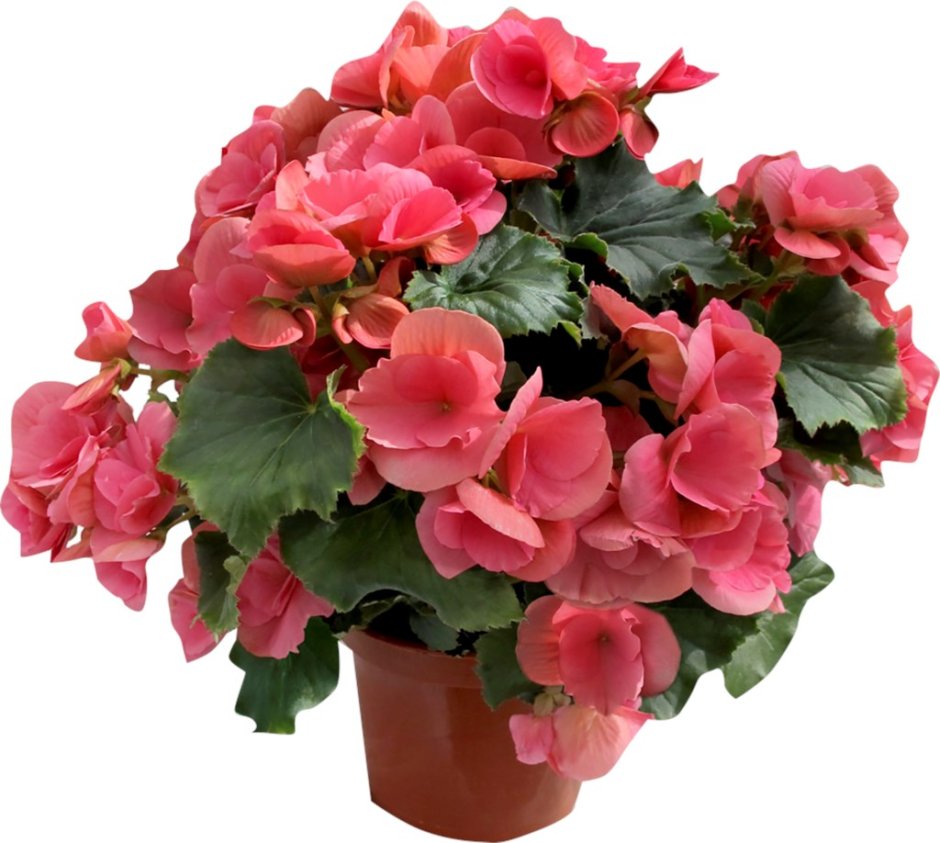 Бегония Элатиор 1535