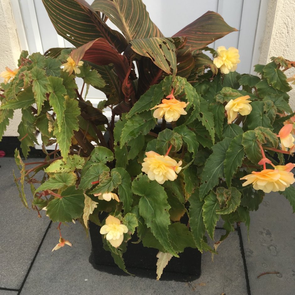 Бегония fragrant Falls