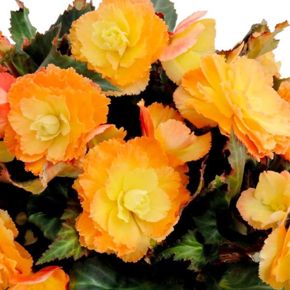 Бегония Санрайз Санрайз