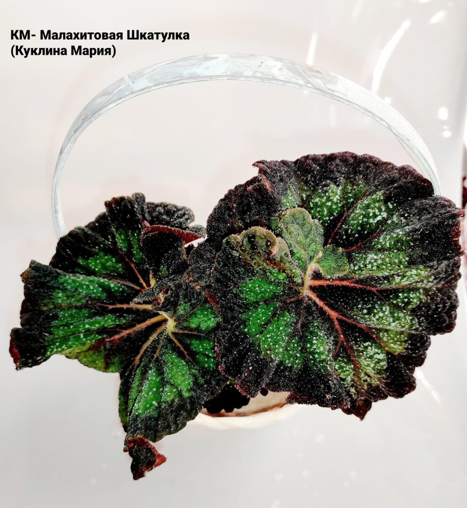 Бегонии леденцы фото