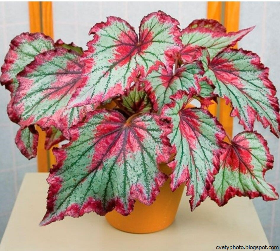 Бегония Королевская рекс