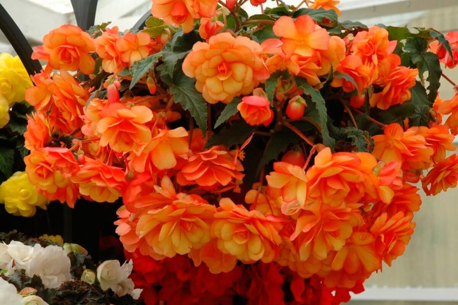 Бегония ампельная