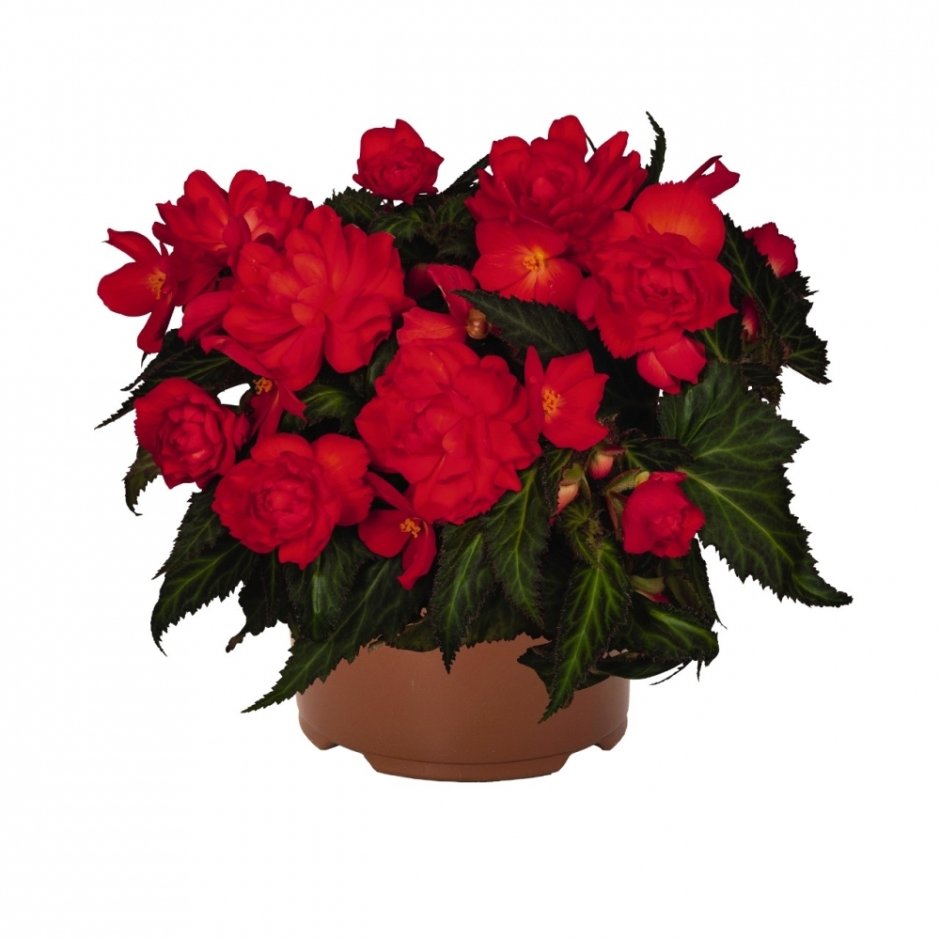 Бегония Фортуна Пинк