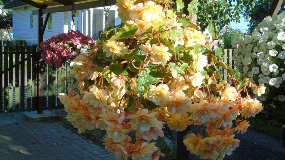 Бегония ампельная Шардоне