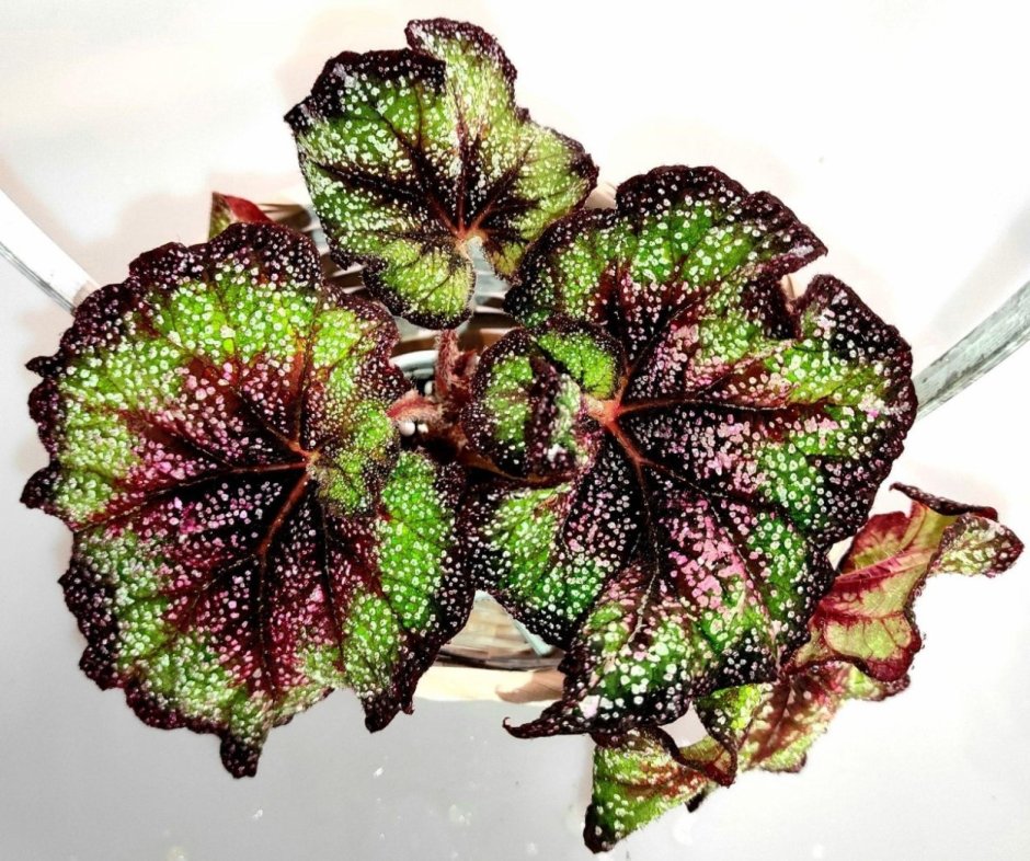 Бегония км Малахитовая шкатулка