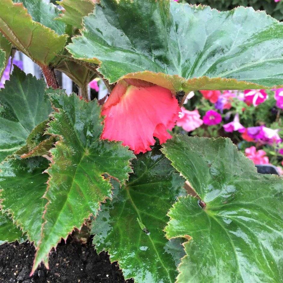 Бегония круглолистная