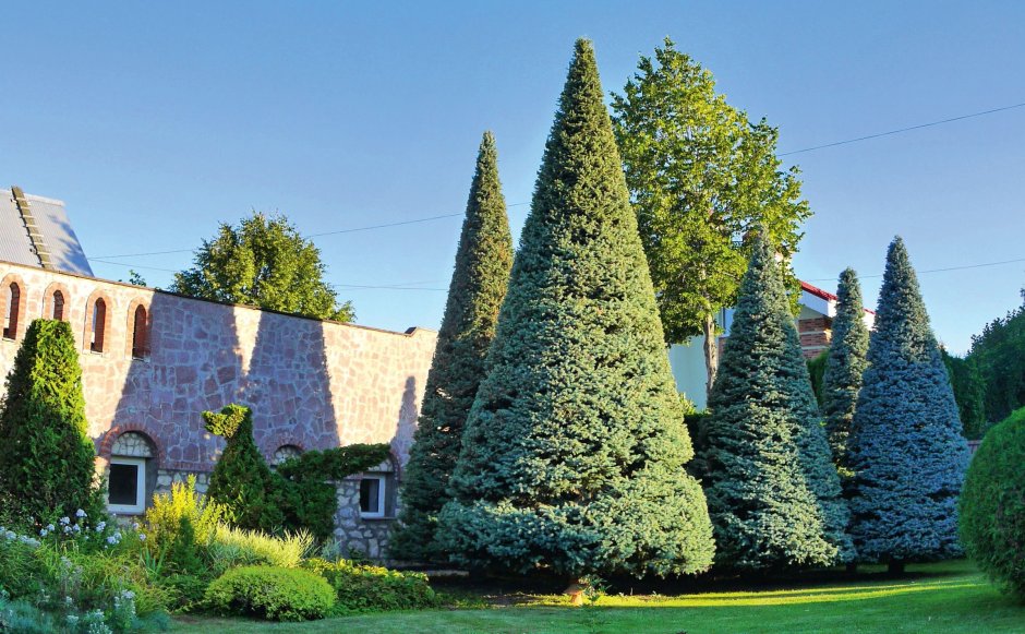 Ель колючая Топиар