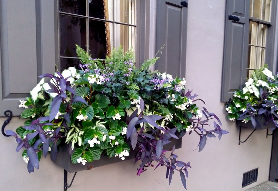 Кашпо микс петуния традесканция