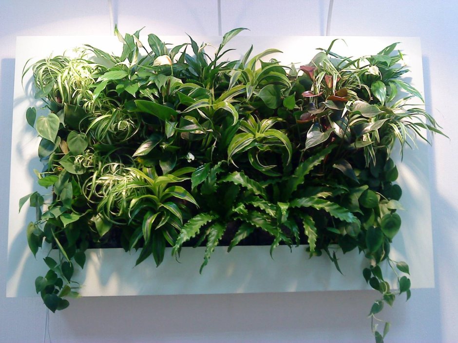 Традесканция фитостена