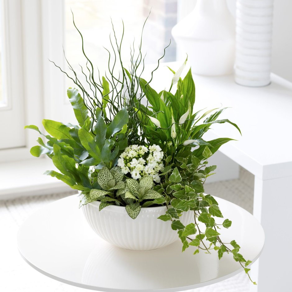 Спатифиллум + фиттония + хамедорея + Хедера