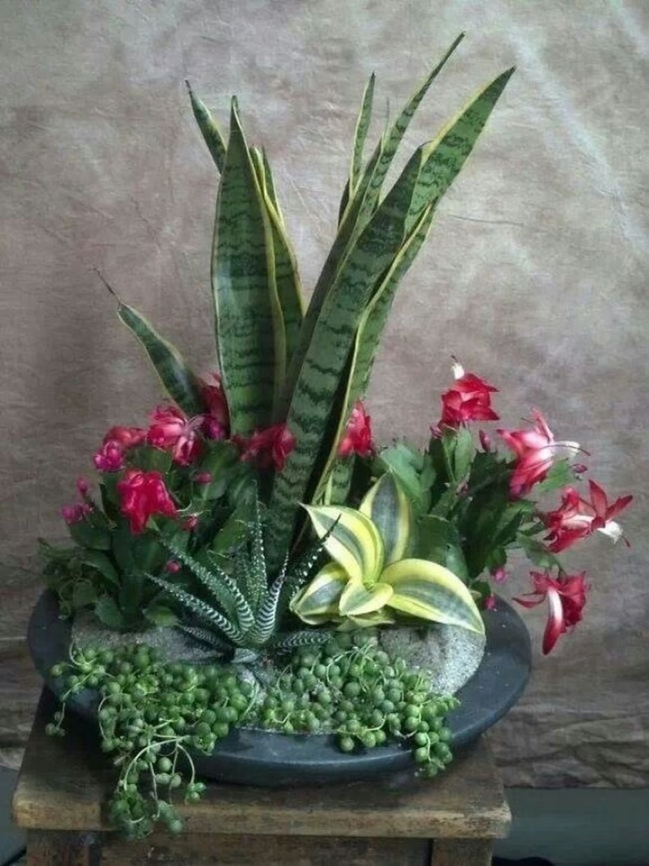 Сансевиерия суккулент цветет